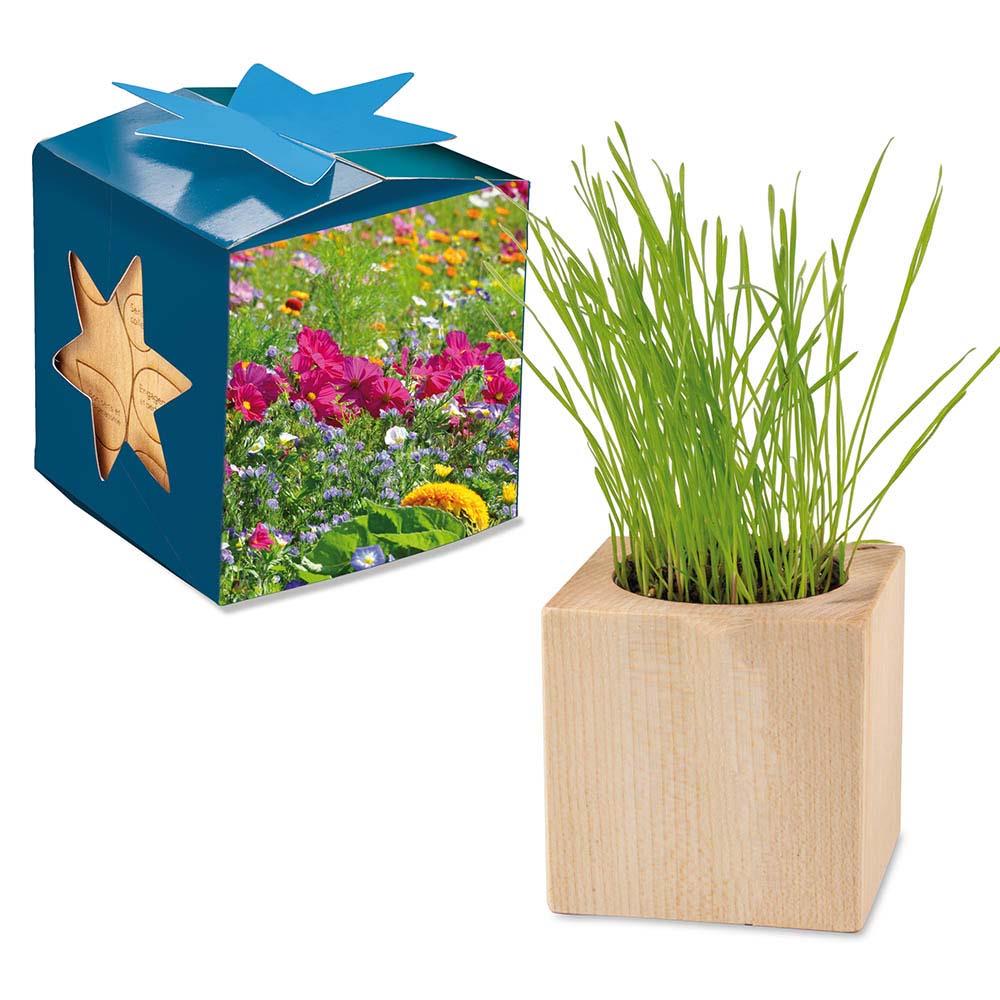 Pflanz-Holz Maxi Star-Box - Sommerblume